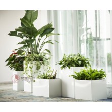 專注室內(nèi)綠植服務8年，綠植租賃，免費養(yǎng)護，一站式商務空間
